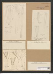Licmophora grandis var. divisa (Kuetz.) Grun. (de-Toni-Nr.: Genus 86, Species 2966) Zeichnungen Sammlung Grunow Nr. 6020 (NHMW-BOT-W0374525)